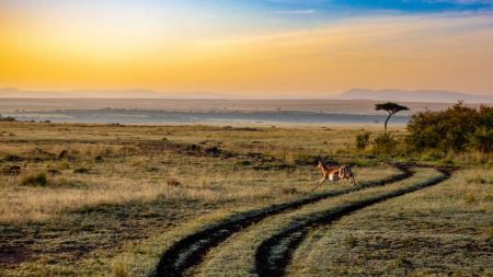 Comment Planifier un Safari en Tanzanie au Meilleur Prix